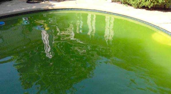 Green pool treatment